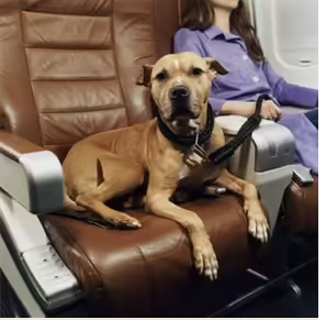 Inseparable with your pets? Here’s how to travel with your pets